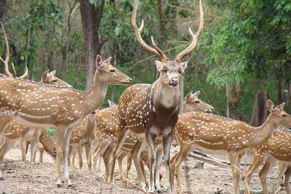 Almora Zoo - Places to Visit in Almora - Gola Holidays - Slide 1